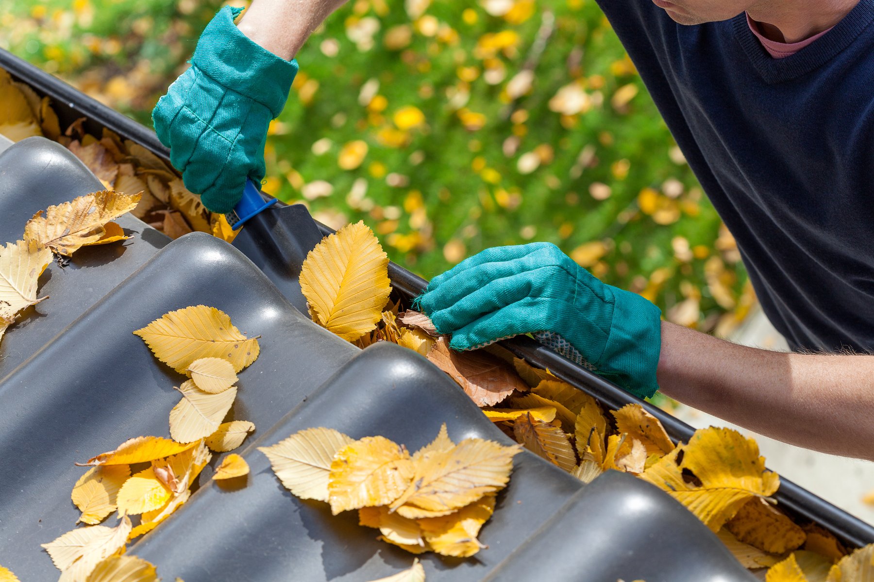 Gloved hands clearing autumn leaves from a rain gutter